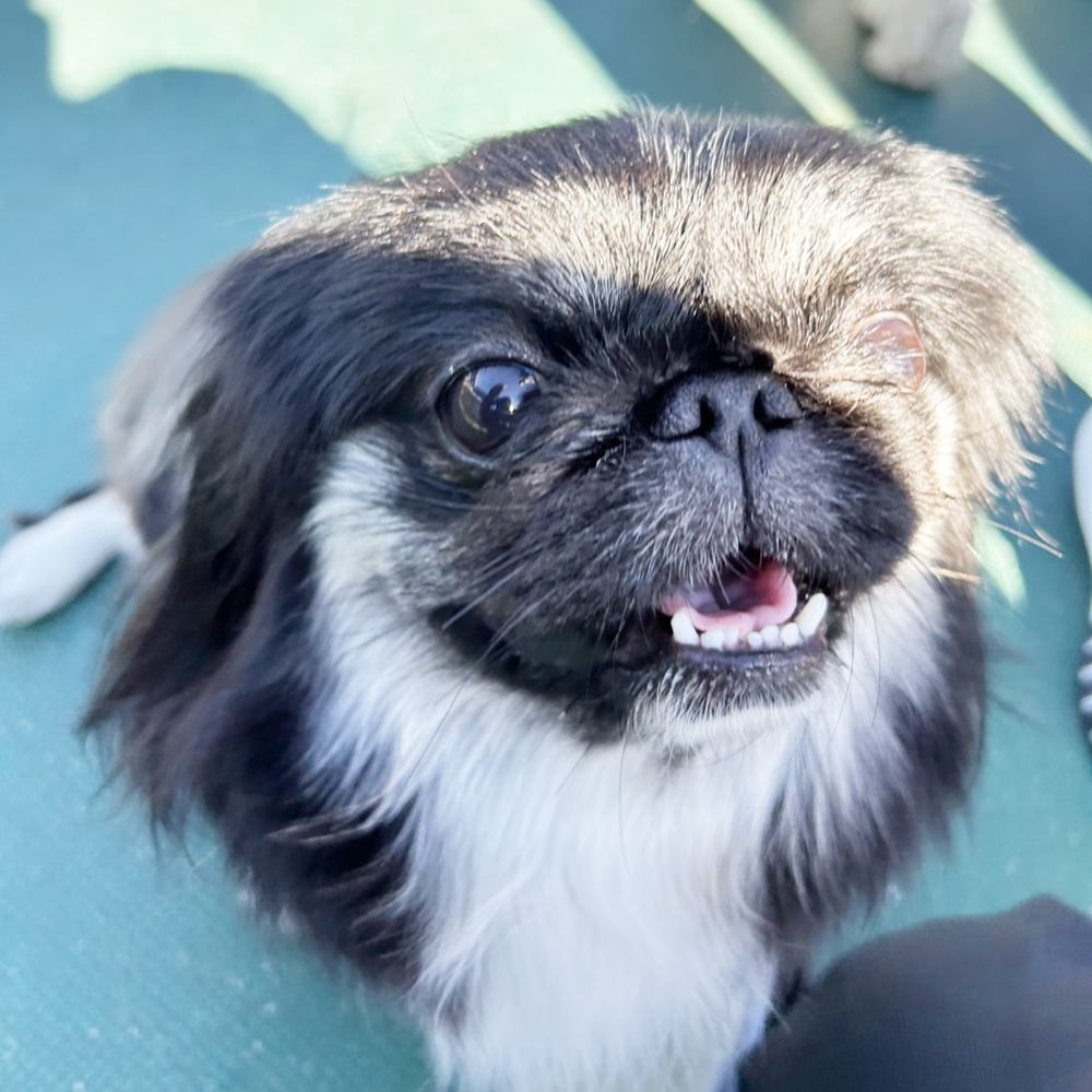 生徒が撮影したモデル犬♪①